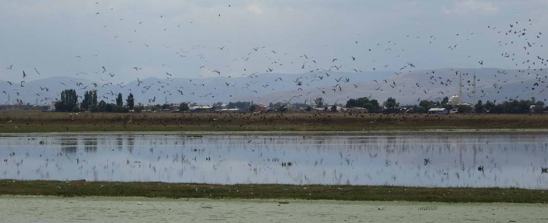 Yağmur sularıyla Erzurum Ovası’nda 30 'kuş cenneti' oluştu 11