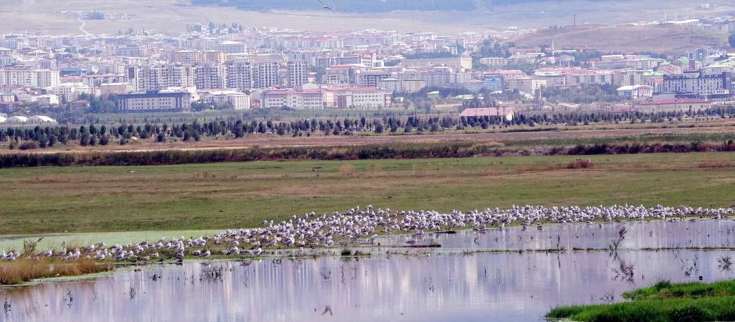 Yağmur sularıyla Erzurum Ovası’nda 30 'kuş cenneti' oluştu 10