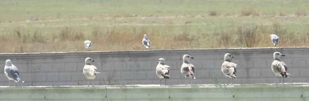 Yağmur sularıyla Erzurum Ovası’nda 30 'kuş cenneti' oluştu 1