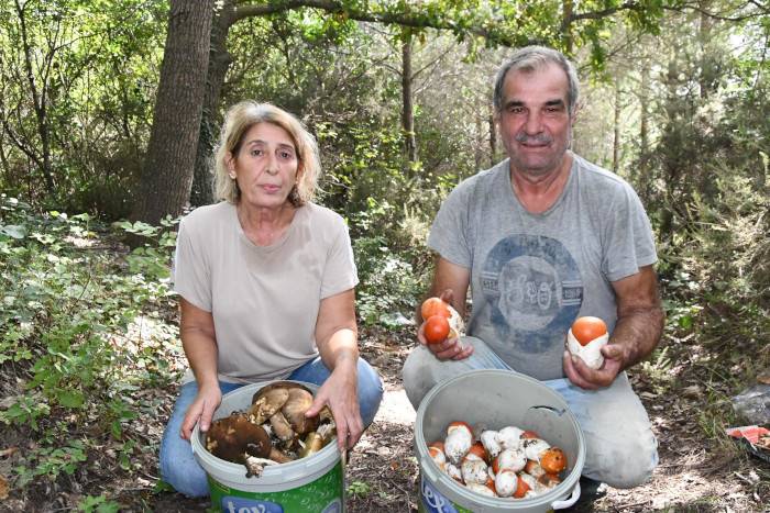 Bu yıl Istranca Ormanları'nda mantar bereketi var: Günde 7 bin lira kazandırıyor 1