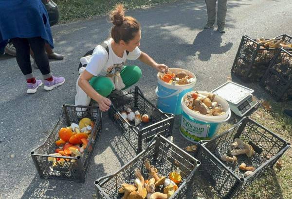 Bu yıl Istranca Ormanları'nda mantar bereketi var: Günde 7 bin lira kazandırıyor 5