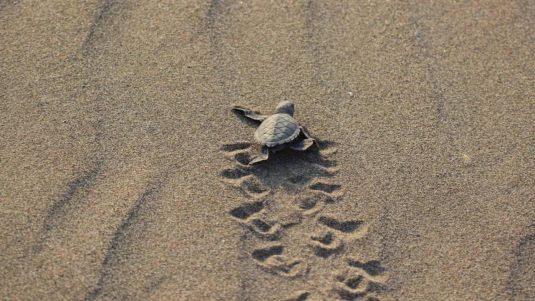 Akdeniz'de rekor sıcaklık: Caretta caretta yavrularının yüzde 90'ı dişi çıktı 3