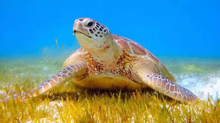 Akdeniz'de rekor sıcaklık: Caretta caretta yavrularının yüzde 90'ı dişi çıktı 6