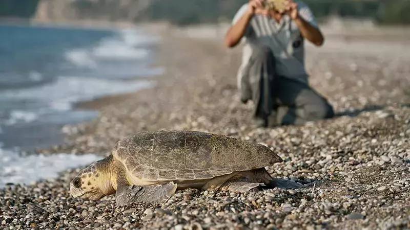 Akdeniz'de rekor sıcaklık: Caretta caretta yavrularının yüzde 90'ı dişi çıktı 5