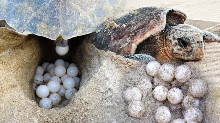 Akdeniz'de rekor sıcaklık: Caretta caretta yavrularının yüzde 90'ı dişi çıktı 2