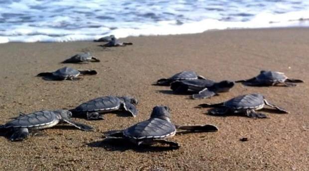 Akdeniz'de rekor sıcaklık: Caretta caretta yavrularının yüzde 90'ı dişi çıktı 4