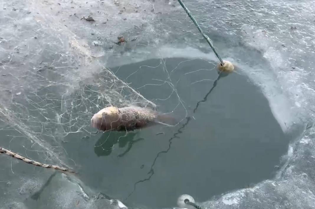 Çıldır Gölü'nde eskimo usulü atılan ağlar çekildi 5