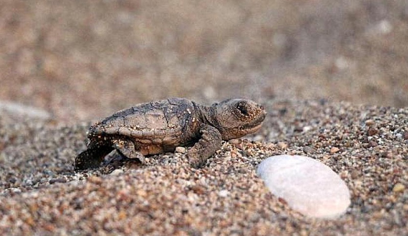 Caretta carettalar ilk yumurtalarını bırakmaya başladı