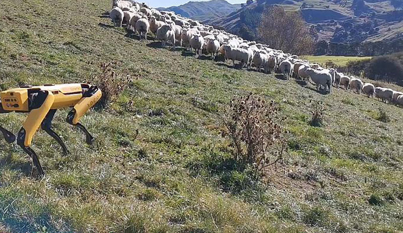 Yeni Zelanda'da robot çoban köpeği geliştirildi