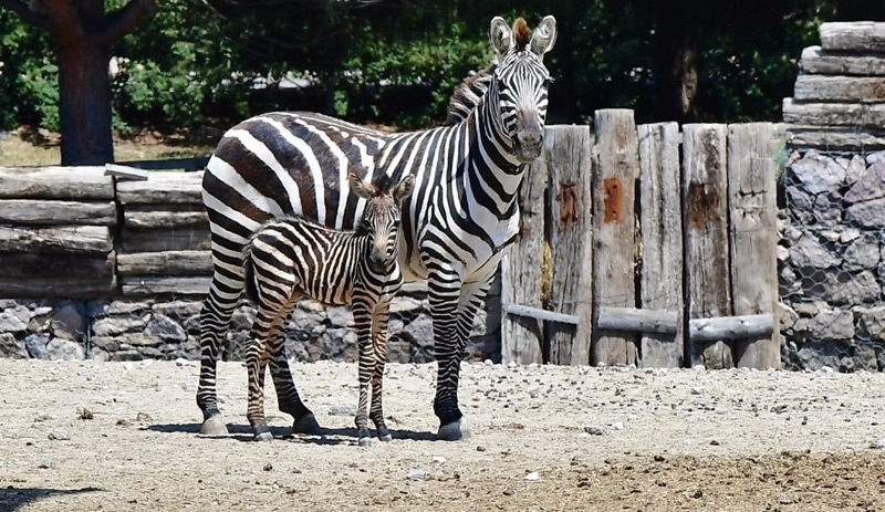 İzmir'in Zebra ailesinde yeni doğum sevinci