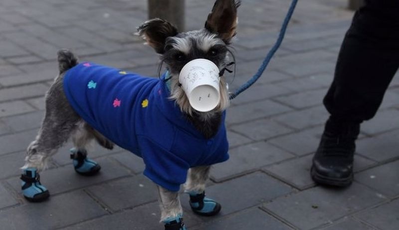 Danimarka'da köpek ve vizonlarda Corona çıktı