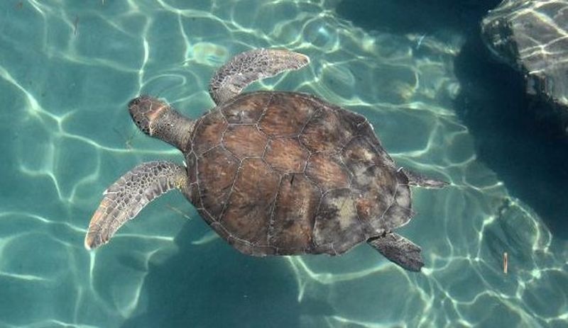 Caretta carettaların 'Coronavirus' özgürlüğü