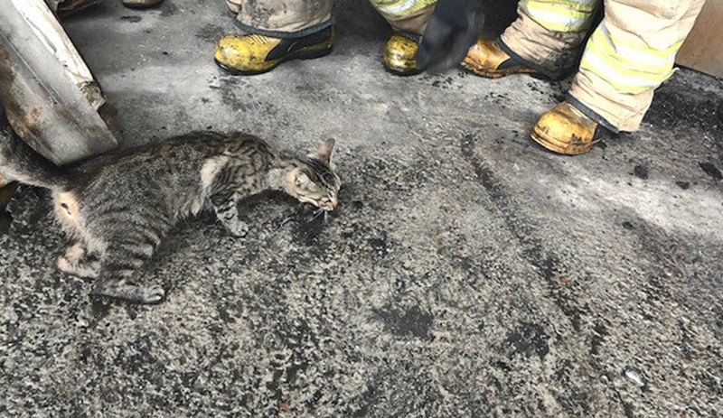 Yangının başından ayrılmayan anne kedi yavrularını bırakmadı