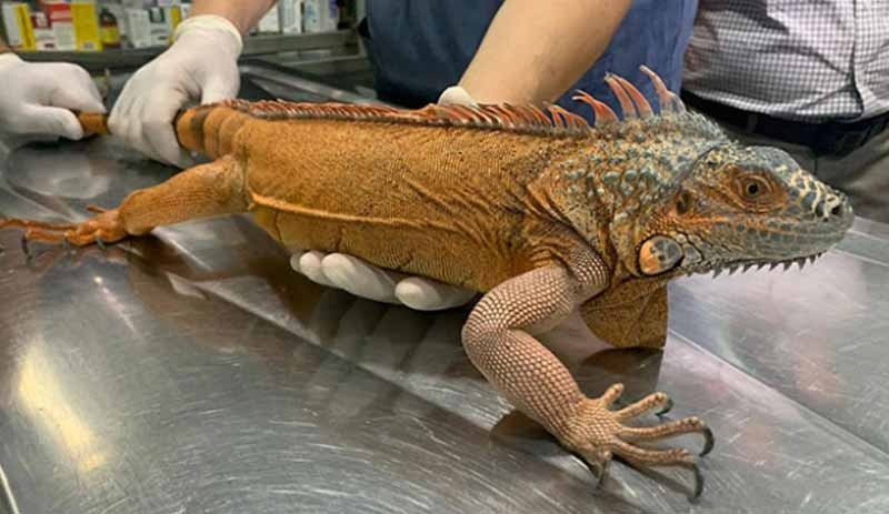 Üsküdar'da 125 cm büyüklüğünde iguana bulundu