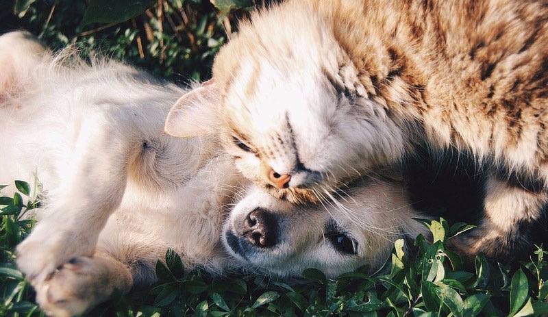 Araştırma sonuçları ortaya koydu: İnsanlar kedi ve köpeklere Coronavirus bulaştırıyor