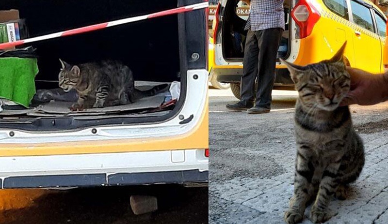 Annesi ölen kedi esnafın maskotu oldu