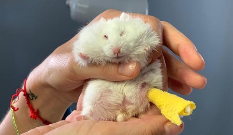 Ayağı kırılan 25 gramlık hamster 'Böğürtlen'e pim takıldı