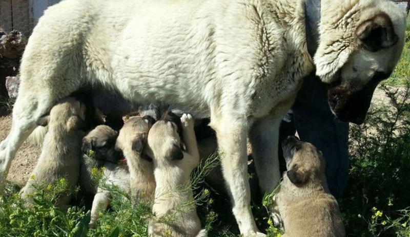 Kangal köpeklerinin yavrularını yemesinin nedeni belli oldu