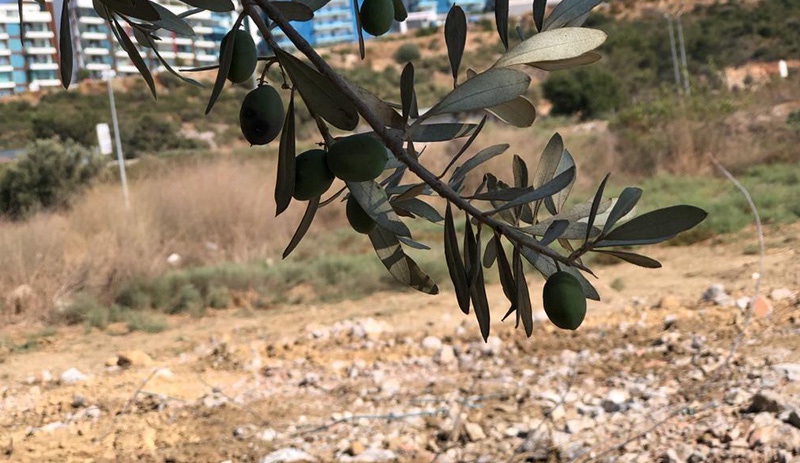 Kızılay, İzmir’de 120 bin metrekarelik zeytin ağaçlı yeri satıyor