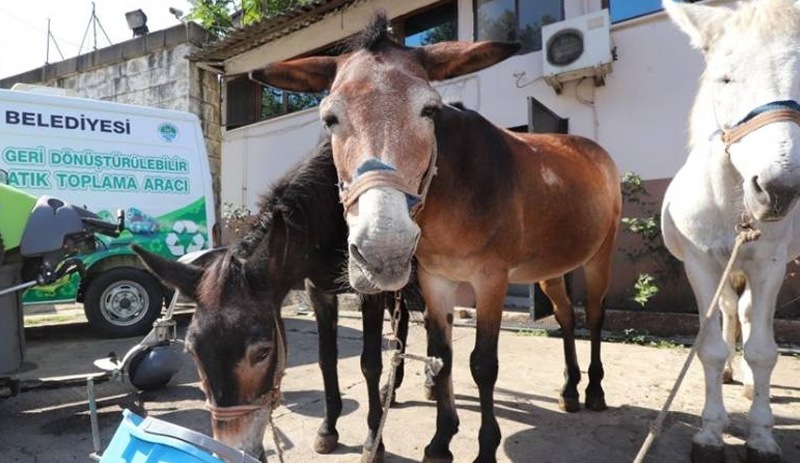 Zonguldak'ta 50 yıldır çöp taşıyan 11 katır törenle emekliye ayrıldı