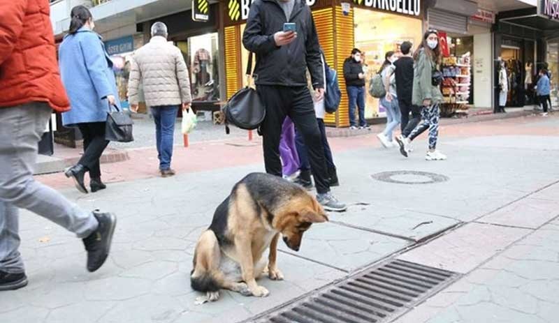 İtfaiyeyi harekete geçirmişti: Mazgalı izleyen köpeğin fare beklediği ortaya çıktı