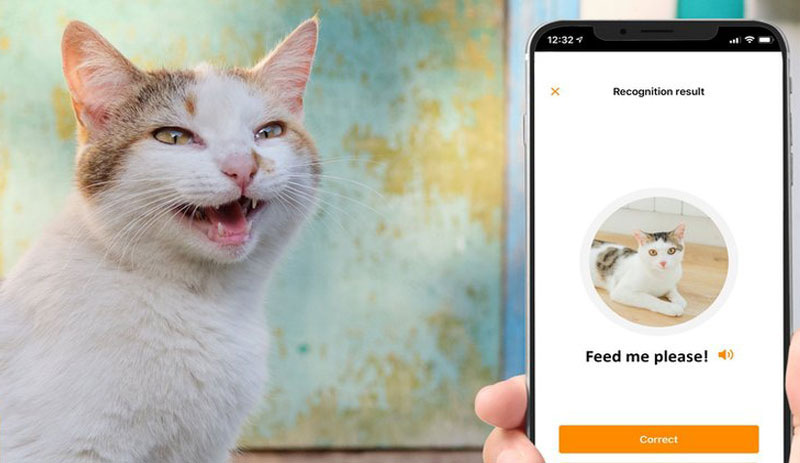 Kedilerin miyavlamasını çeviren uygulama geliştirildi