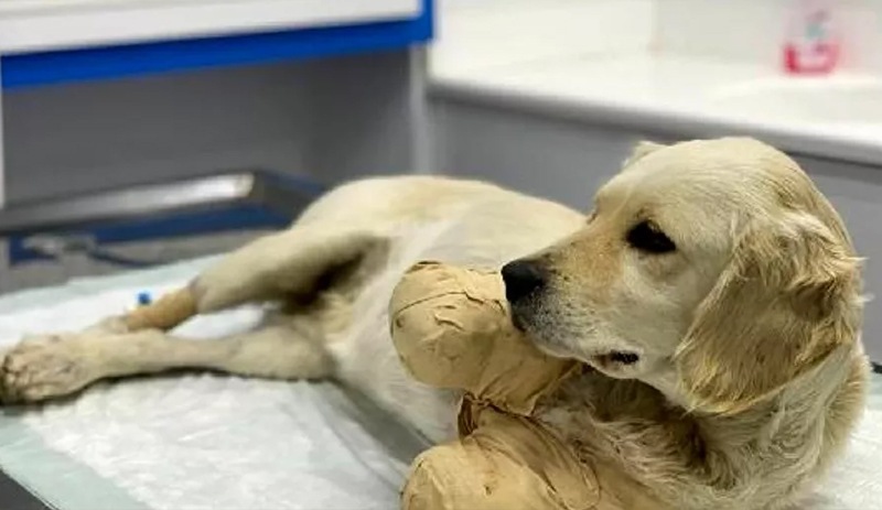 Ön iki bacağı kesilen Pamuk hayati tehlikeyi atlattı: Yürüteçle yaşamını sürdürecek