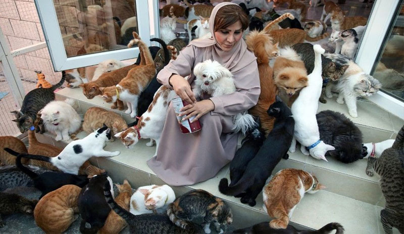 480 kedi ve 12 köpekle beraber yaşıyor