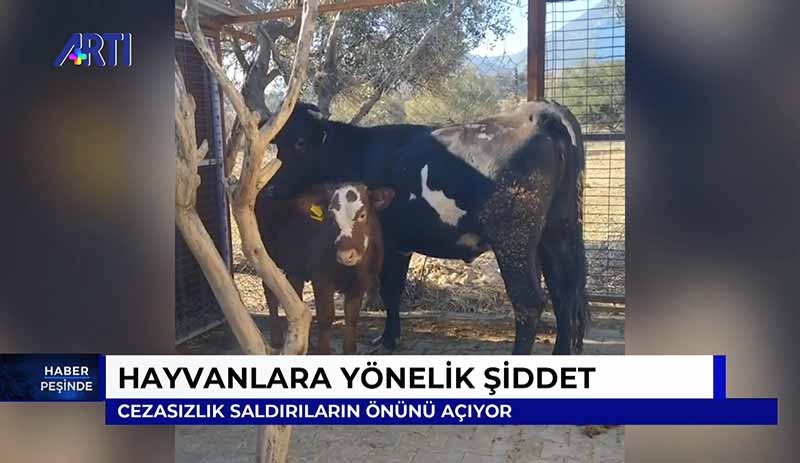 'Ferdinand'ın Çiftliği'ndeki mağdur hayvanların sayısının artmaması için yasa çalışmaları hızlandırıldı