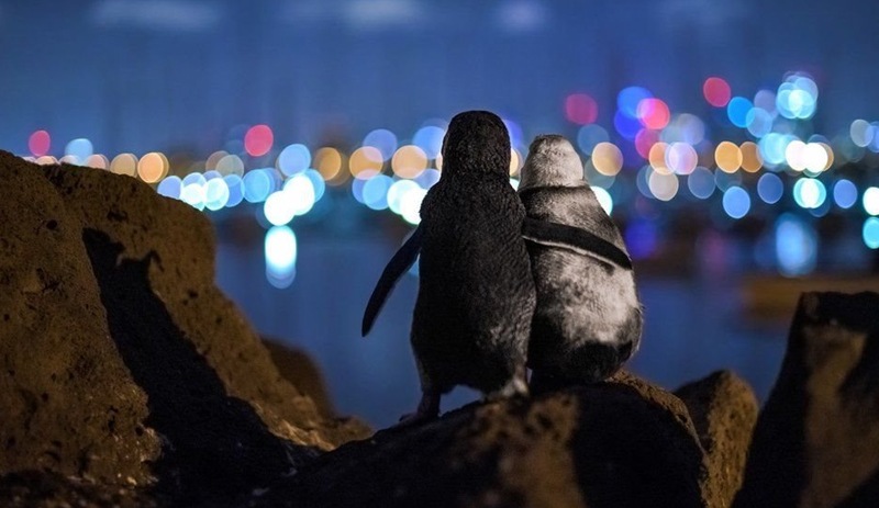 Fotoğraf ödülü, 'Eşlerini kaybetmiş iki penguenin tesellisi'ne