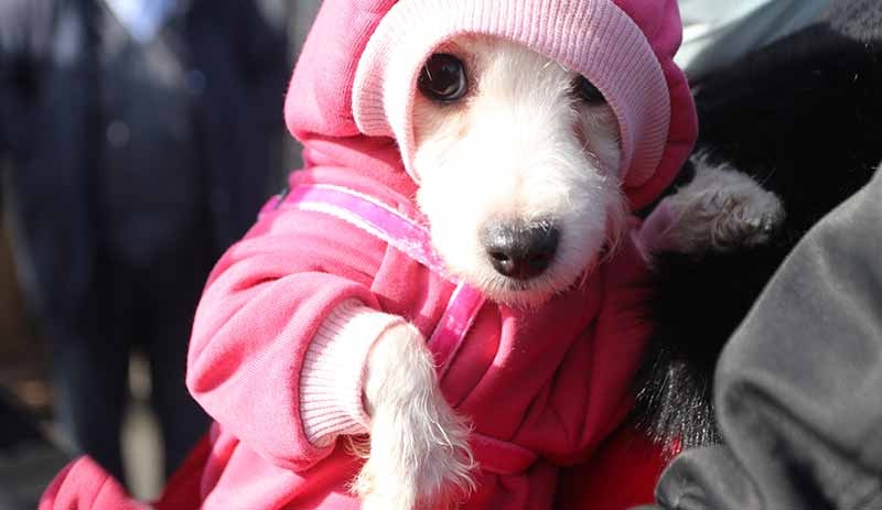 Köpeklerin ses tellerini kesen sahibine 127 bin lira para cezası