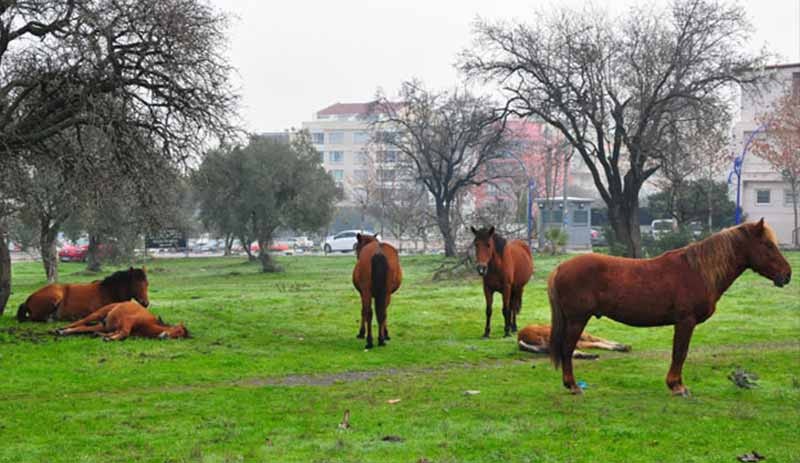 Manisa'da aç kalan yılkı atları şehir merkezine indi