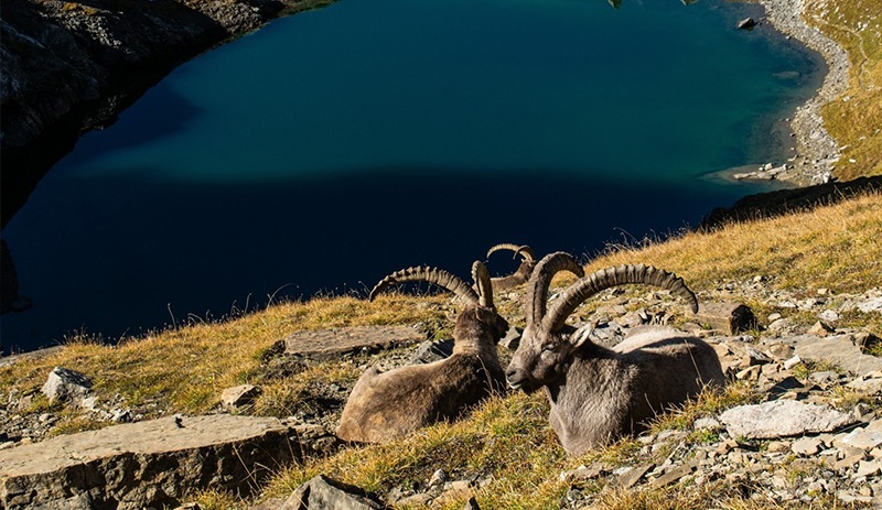 Dersim'de şüpheli şekilde ölen 8 yaban keçisi için suç duyurusu