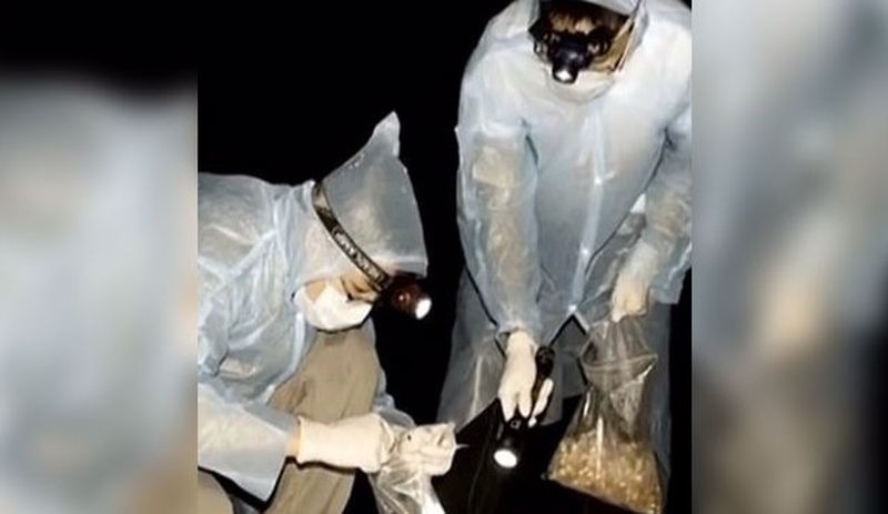 Wuhan Laboratuvarı’nda çalışan bilim insanı: Mağarada virüslü yarasaları toplarken ısırdılar