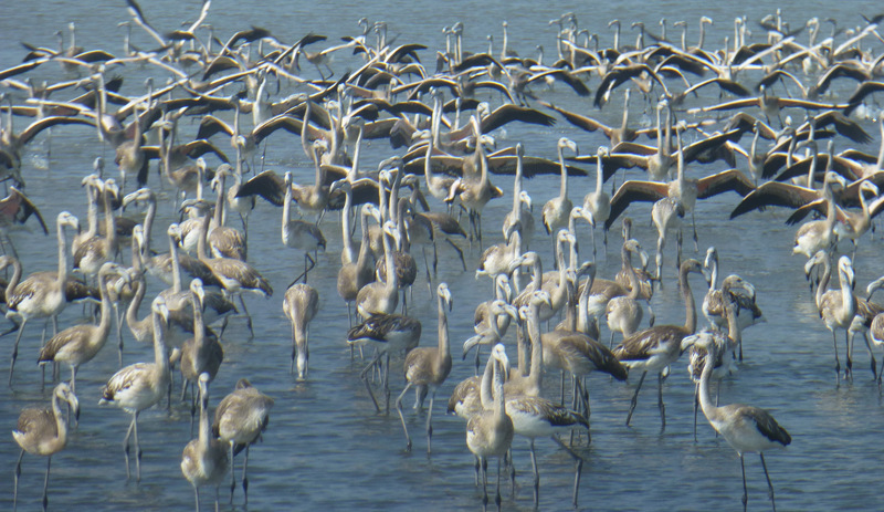 Flamingolar İzmir'de mutlu