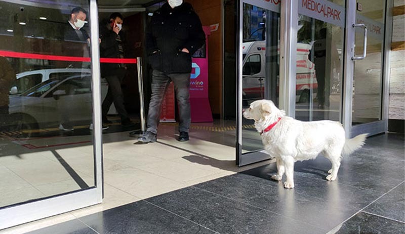 Trabzon'da sahibi tedavi gören Boncuk, 5 gündür hastane kapısı önünde bekliyor