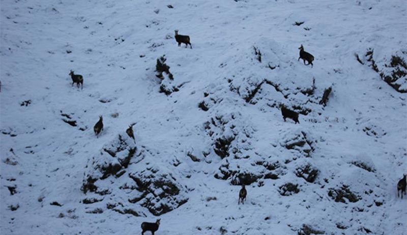 Dersim'de, Dünya Doğa Koruma Birliği tarafından koruma altında olan 'şamua'lar görüntülendi