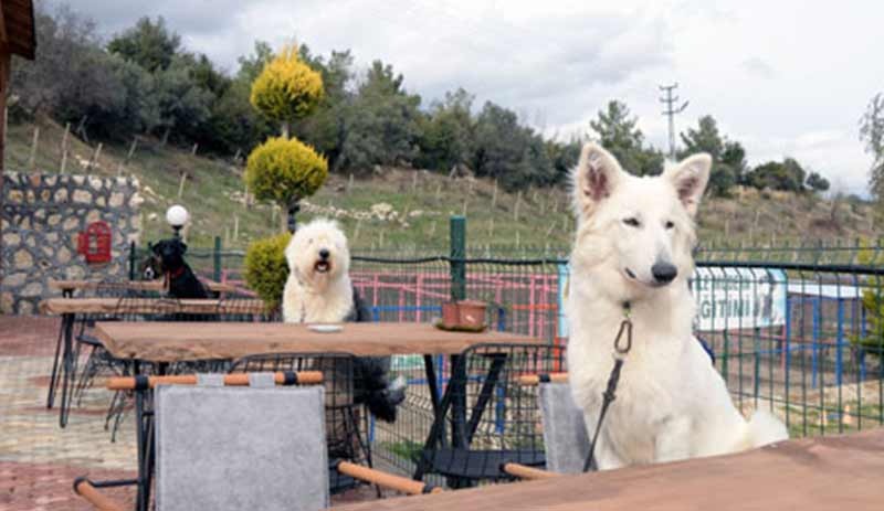 Köpekler için özel kafe açıldı