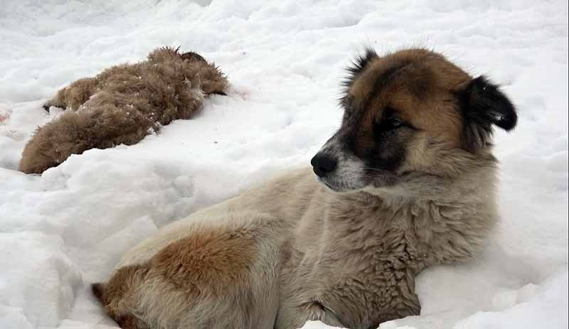 Köpek, donarak ölen yavrusunun başından ayrılmadı