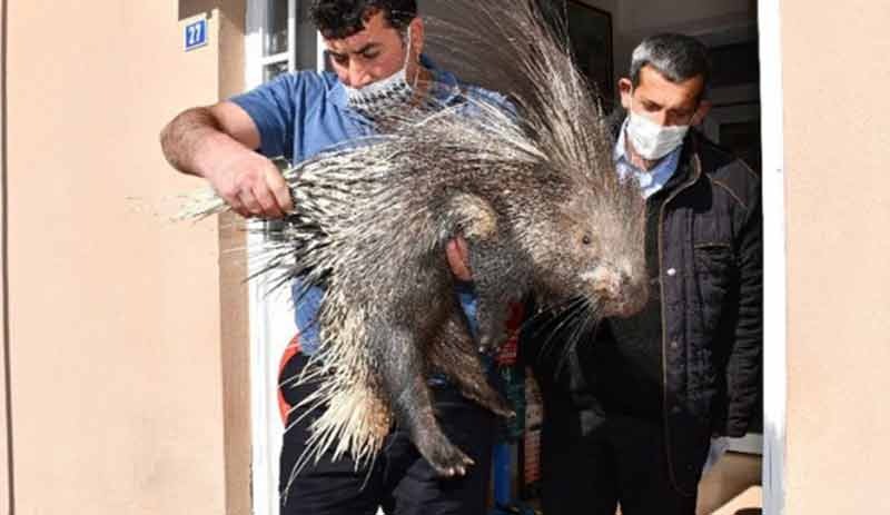 Şırnak'ta oklu kirpi bulundu