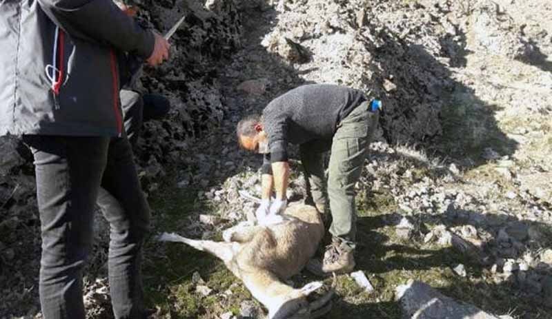 Koruma altındaki 8 dağ keçisi, bakteriden ölmüş