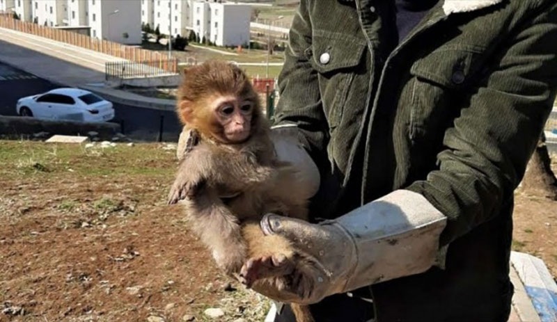 Nesli tükenmek üzere olan 4 örümcek maymun koruma altına alındı