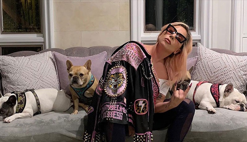 Lady Gaga'nın köpekleri çalındı: Geri getirene 500 bin dolar ödül vaat etti