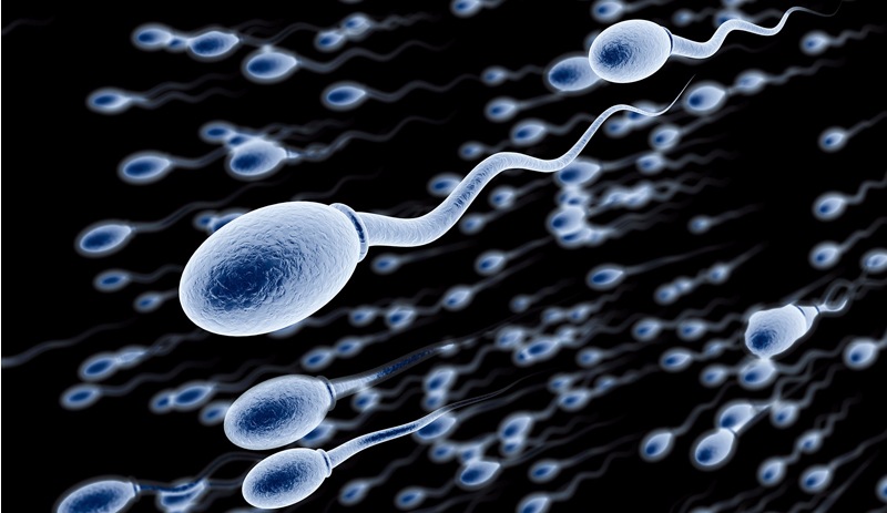 Sperm sayısındaki azalma insanlığın sonu olabilir