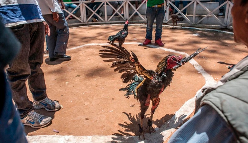 Ayağına jilet bağlanan horoz, kendisini zorla dövüştüren adamı öldürdü