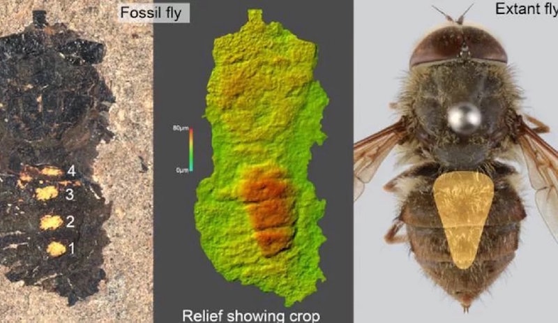 Midesi polenle dolu 47 milyon yıllık sinek fosili bulundu