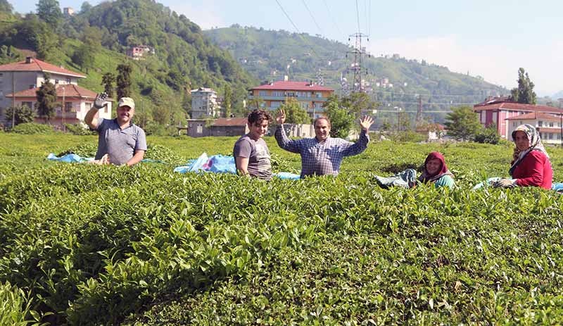 Karadeniz’e 'çay göçü' öncesi endişe: Üretici ve işçiler virüsü diğer bölgelere taşıyabilir