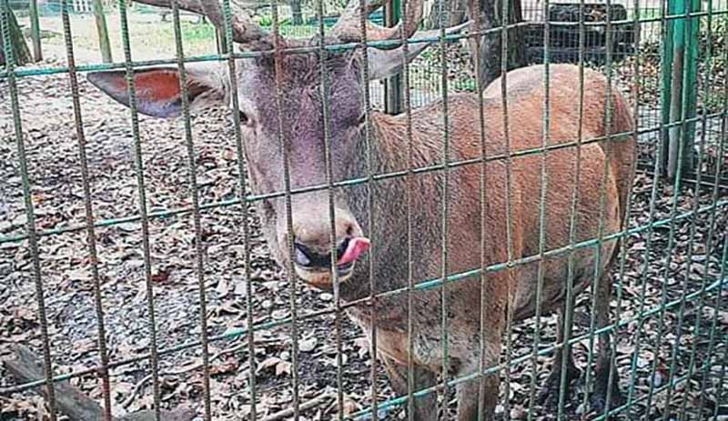 Hayvanat bahçesindeki geyiği kaçırıp yiyen 2 kişi tutuklandı