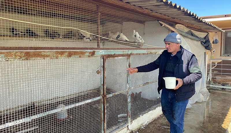 İran tavuğundan 'paskalya yumurtası' üretiyor