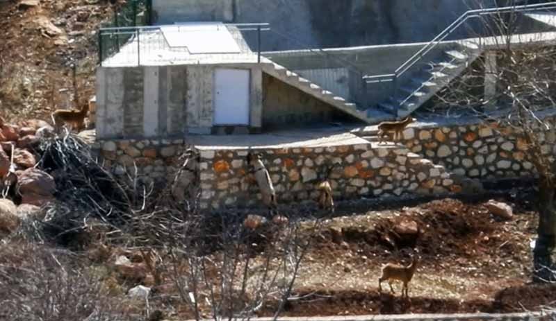 Dersim'de yaban keçileri, köy evlerinin bahçesine kadar indi